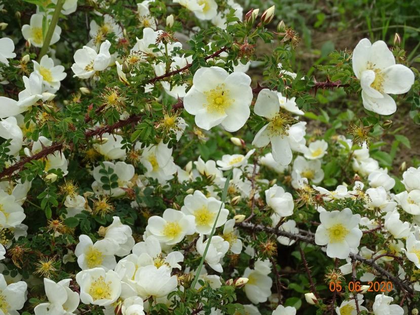 spinossisima Repens - Trandafiri 1