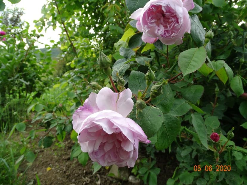 Fantin Latour - Trandafiri 1