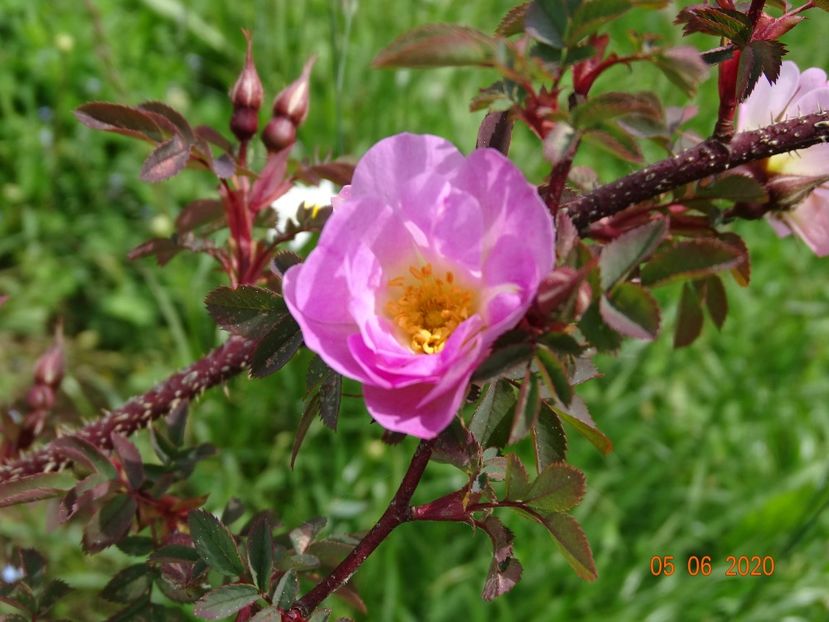 rosa rubrifolia Nova - Trandafiri 1