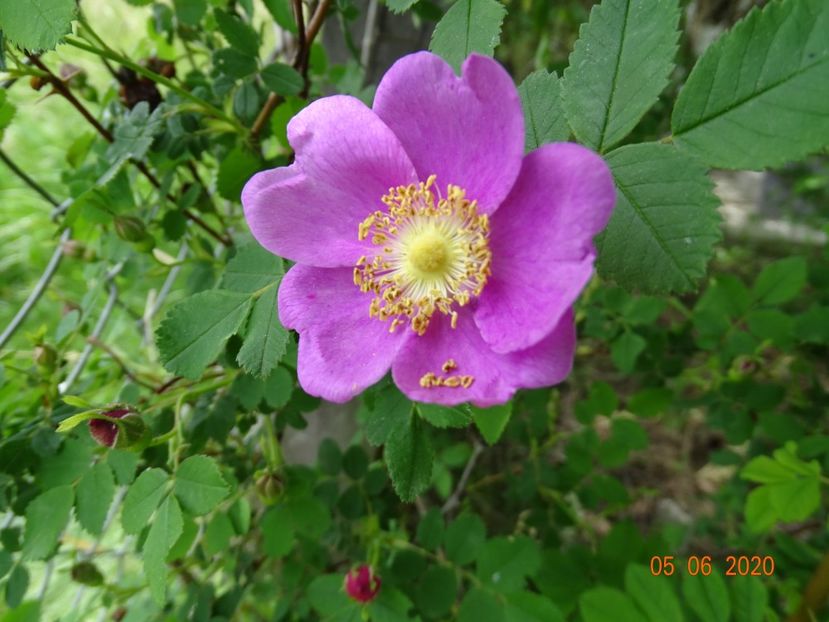 rosa californica - Trandafiri 1