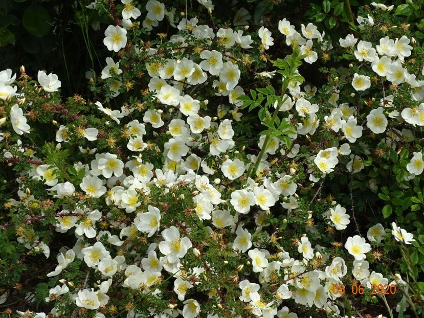 spinossisima Repens - Trandafiri 1