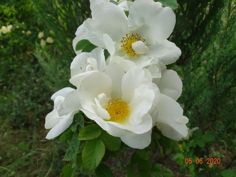 spinossisima Repens - Trandafiri 1