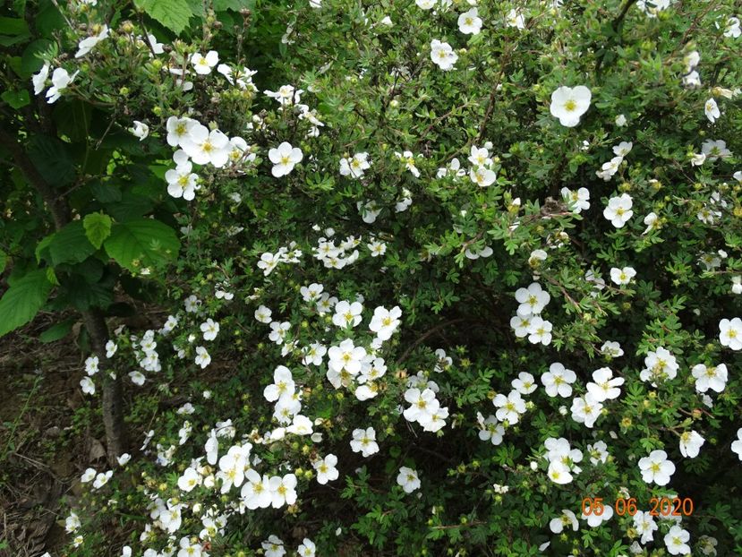 potentilla Abbotswood - Dobarland 2020 3