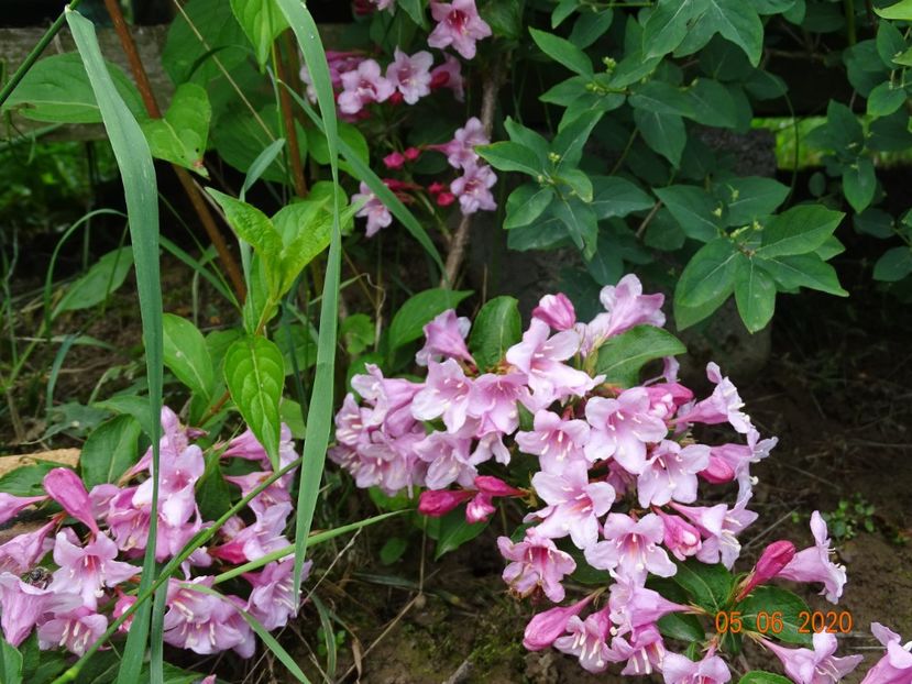 weigela florida - Dobarland 2020 3