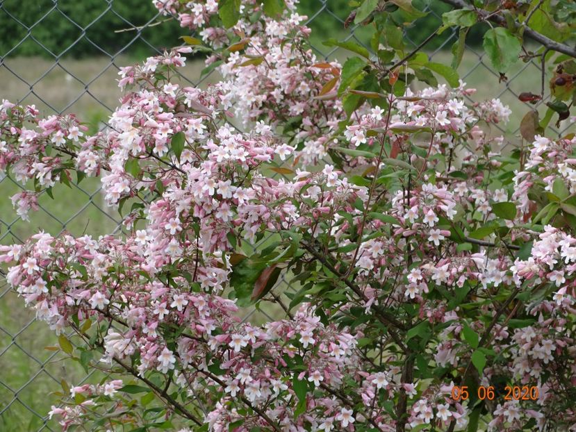 kolkwitzia amabilis Pink Cloud - Dobarland 2020 3