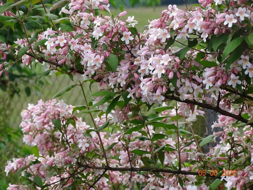 kolkwitzia amabilis Pink Cloud - Dobarland 2020 3