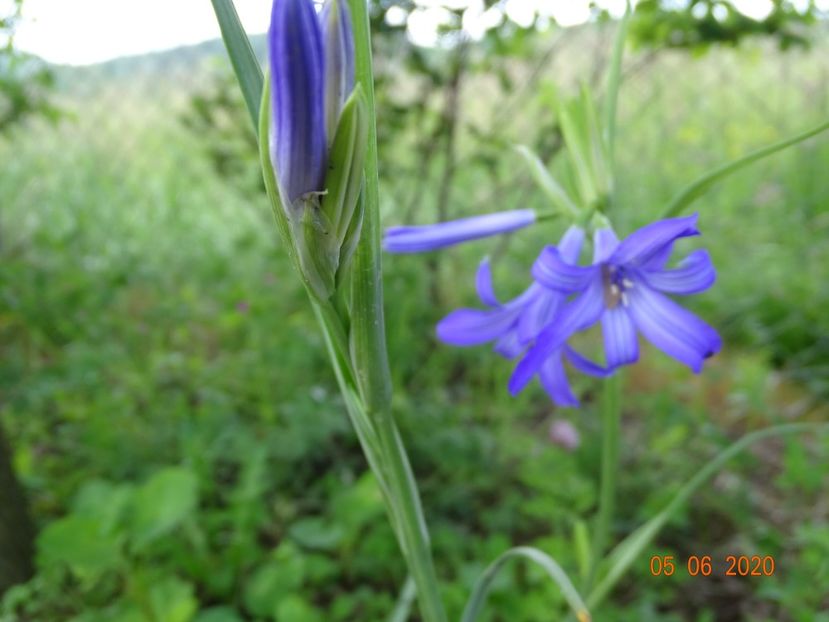 triteleia Royal Blue - Dobarland 2020 3