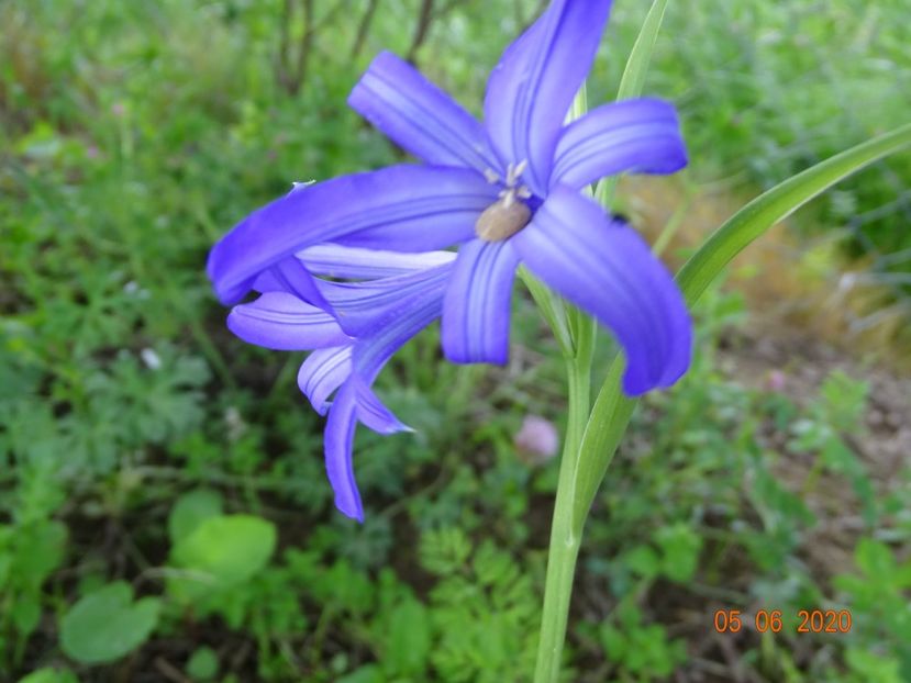 triteleia Royal Blue - Dobarland 2020 3