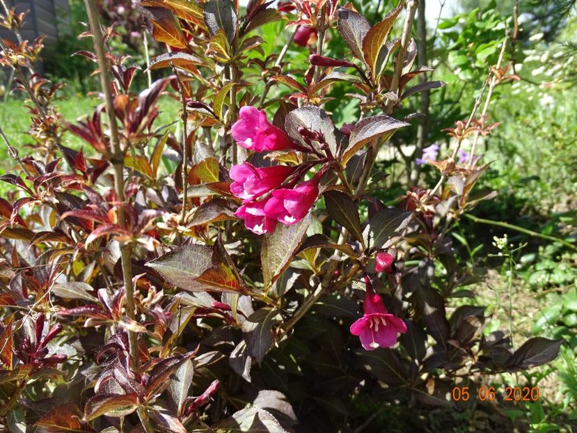 weigela Alexandra - Dobarland 2020 3