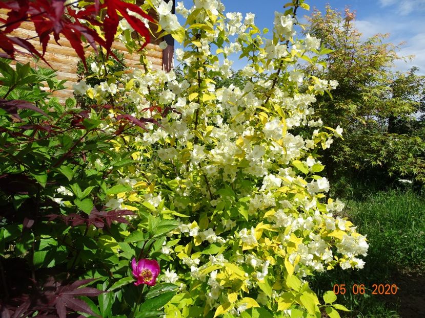 philadelphus Aureus - Dobarland 2020 3