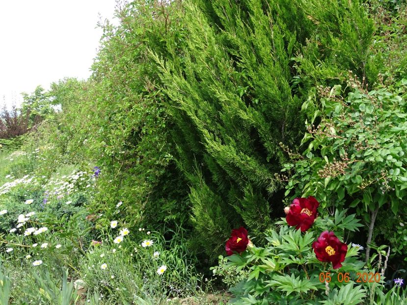 paeonia itoh Scarlet Heaven - Dobarland 2020 3