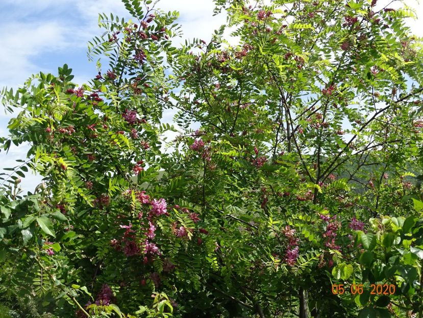 robinia hispida - Dobarland 2020 3