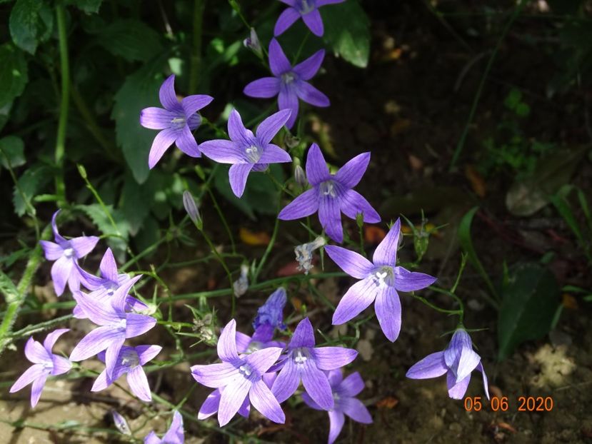 campanula patula - Dobarland 2020 3