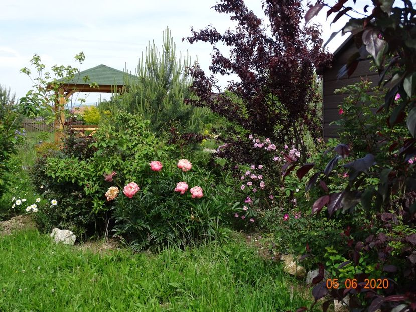 paeonia Coral Charm - Dobarland 2020 3