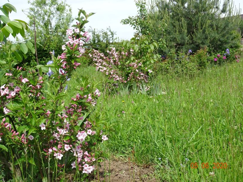 weigela florida - Dobarland 2020 3