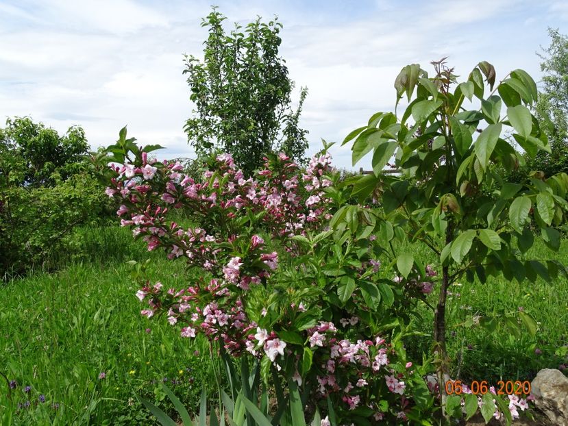 weigela florida - Dobarland 2020 3