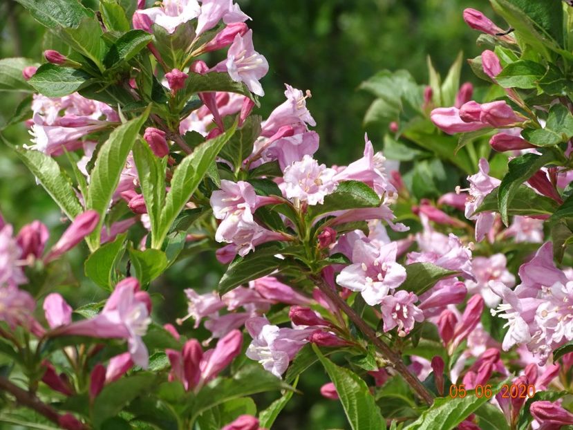 weigela florida - Dobarland 2020 3