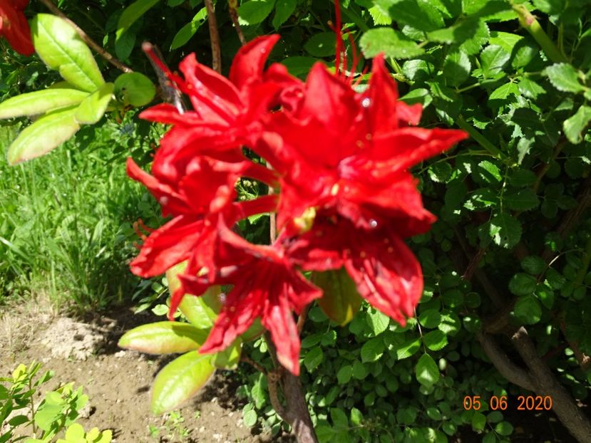 azalea Doloroso - Dobarland 2020 3