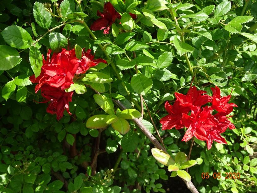 azalea Doloroso - Dobarland 2020 3