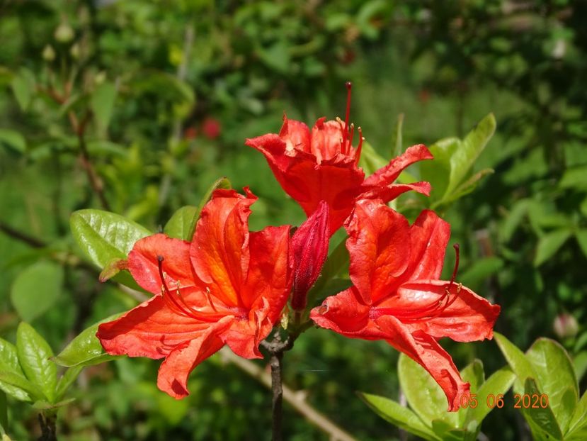 azalea Feuerwerk - Dobarland 2020 3