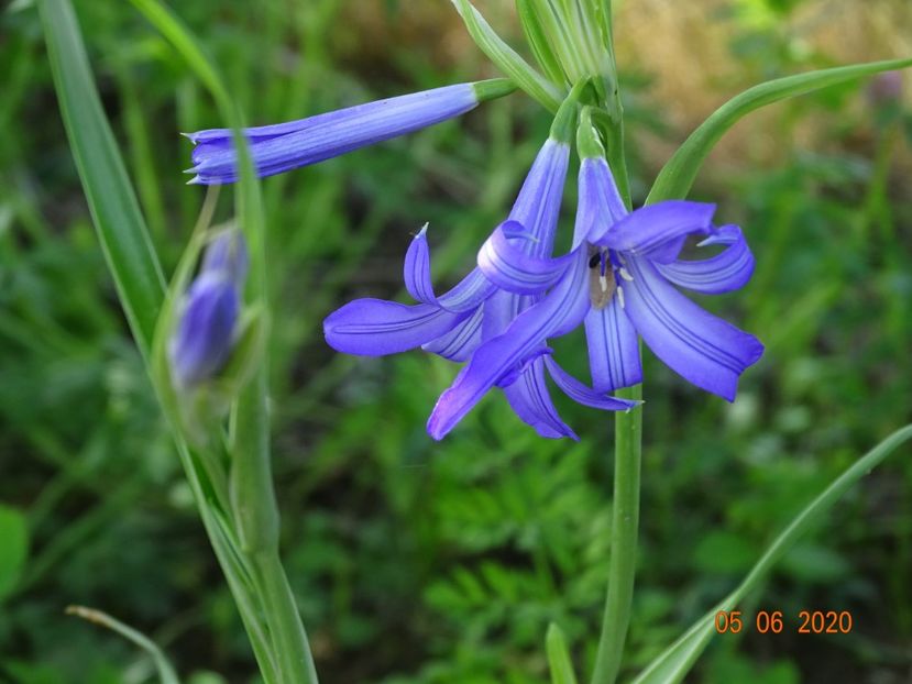 triteleia Royal Blue - Dobarland 2020 3