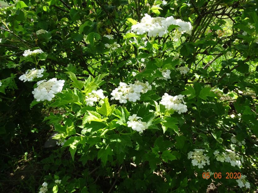 viburnum xanthocarpum - Dobarland 2020 3