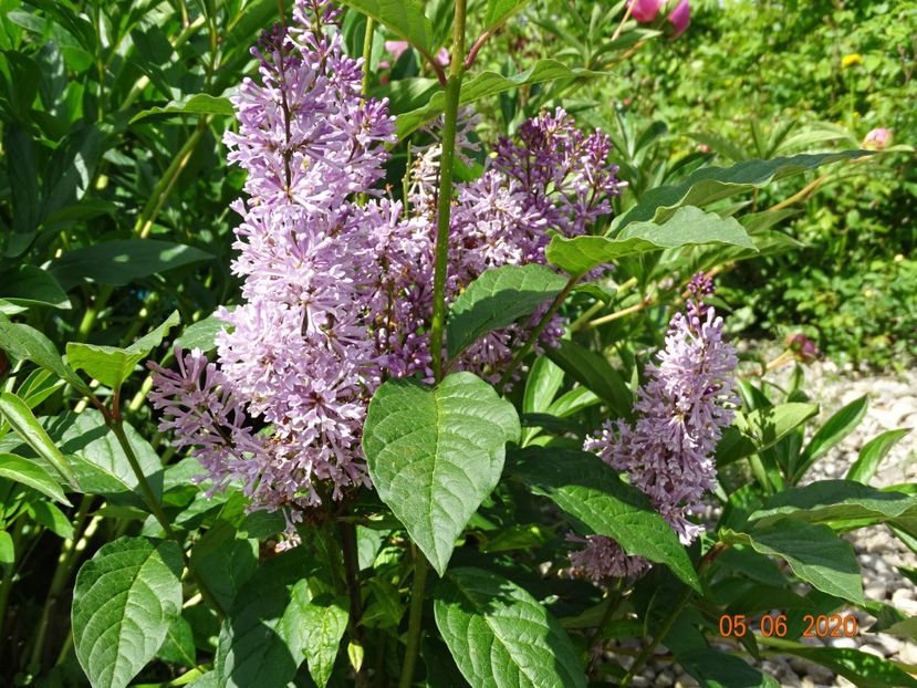 syringa Minuet - Dobarland 2020 3