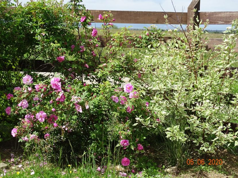 Therese Bugnet - Dobarland 2020 3