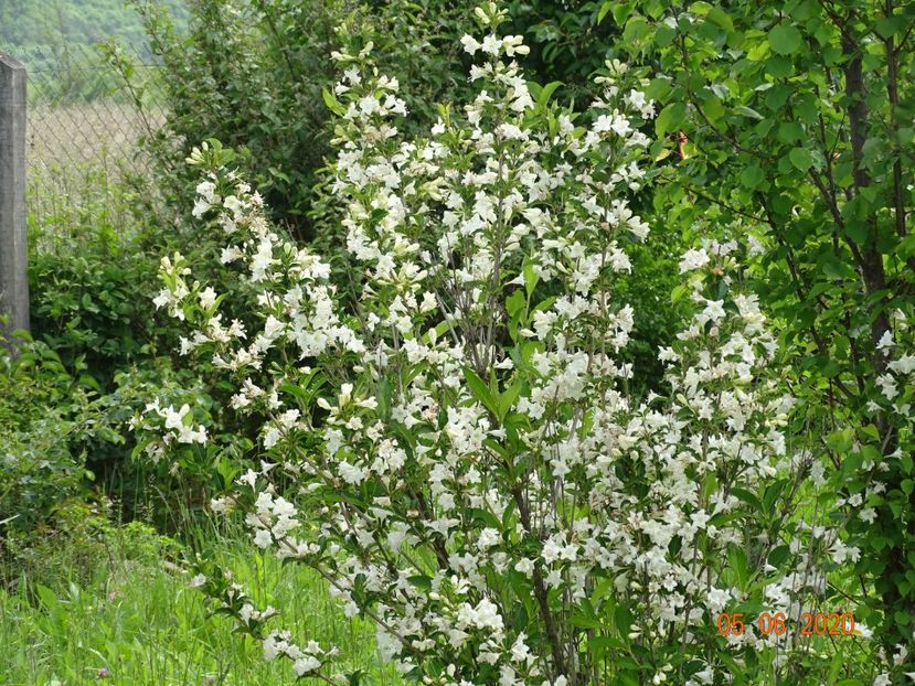 weigela candida - Dobarland 2020 3