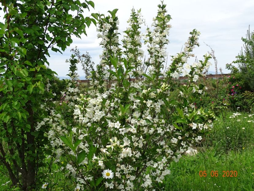 weigela candida - Dobarland 2020 3