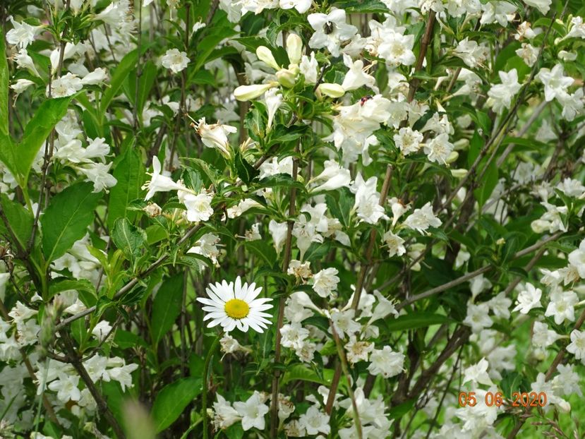 weigela candida - Dobarland 2020 3