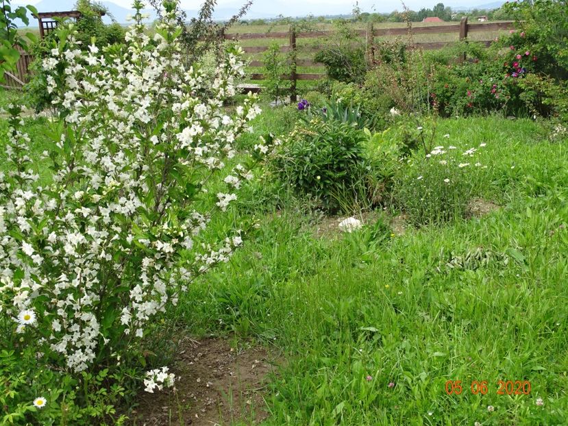 weigela candida - Dobarland 2020 3