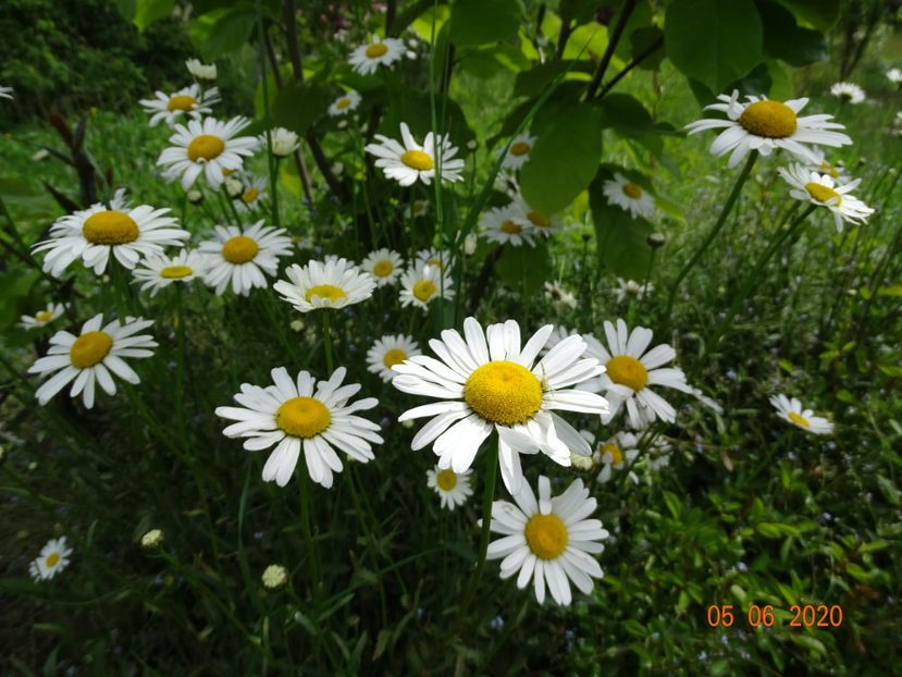 margarete - Dobarland 2020 3