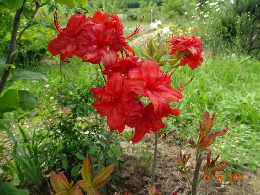 azalea Fireball - Dobarland 2020 3