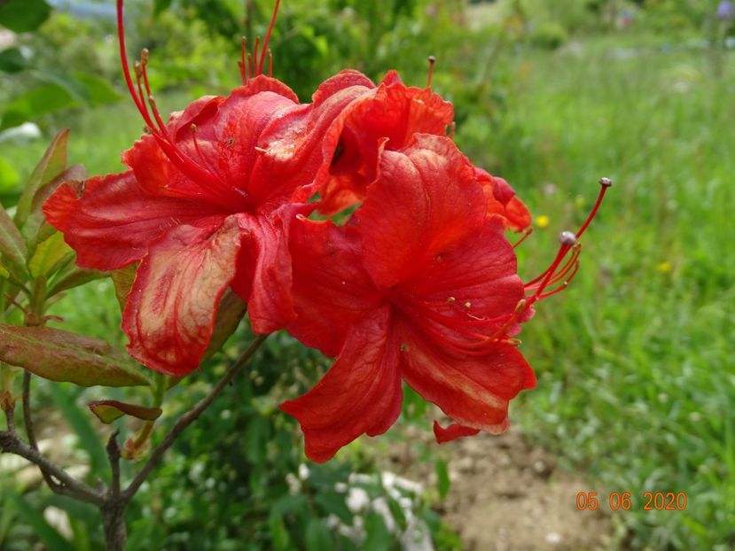 azalea Fireball - Dobarland 2020 3