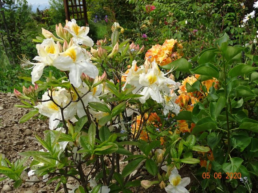 azalea Schneegold si Csardas - Dobarland 2020 3