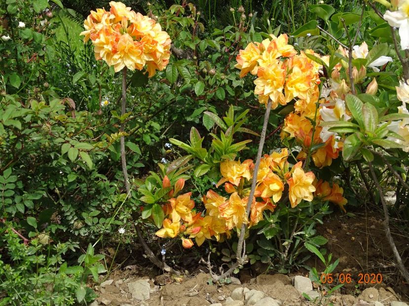 azalea Csardas - Dobarland 2020 3