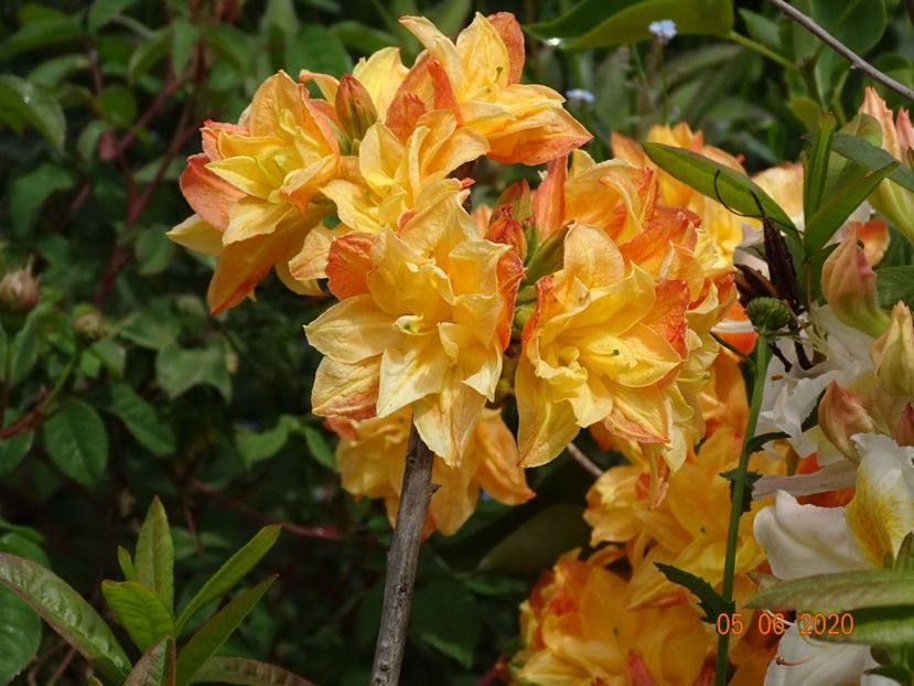 azalea Csardas - Dobarland 2020 3