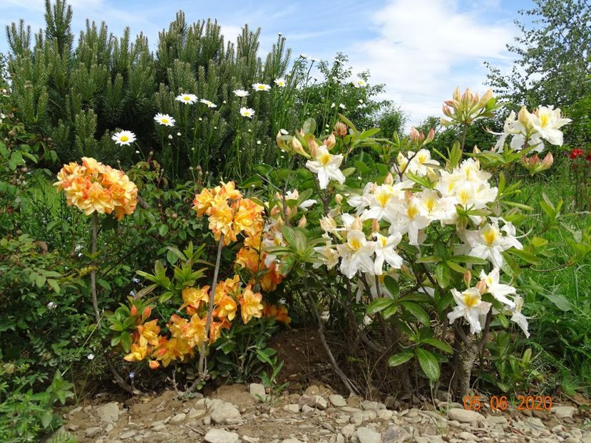 azalea Schneegold si Csardas - Dobarland 2020 3