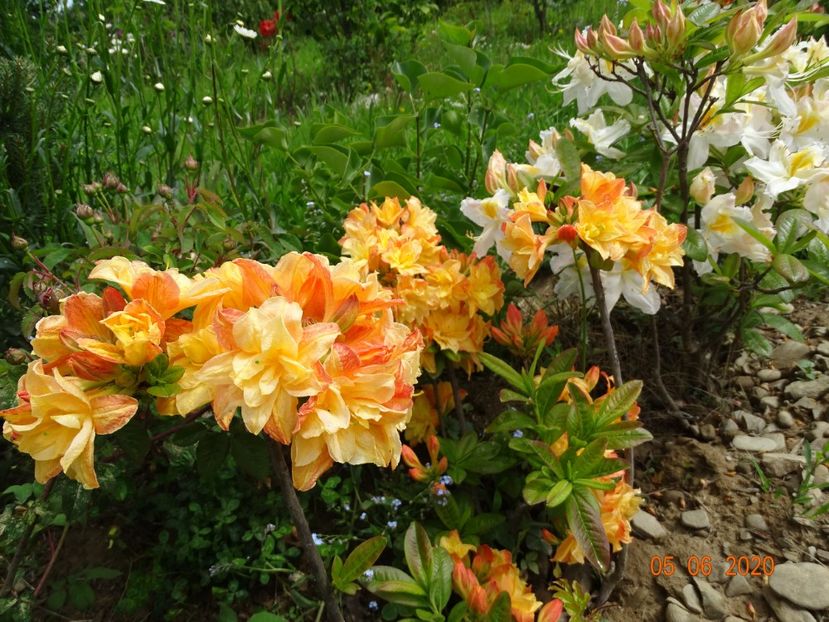 azalea Csardas - Dobarland 2020 3