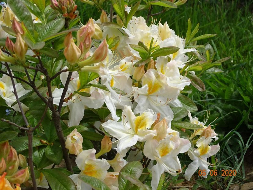 azalea Schneegold - Dobarland 2020 3