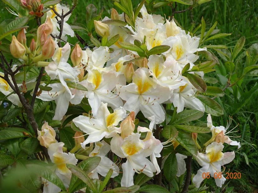 azalea Schneegold - Dobarland 2020 3