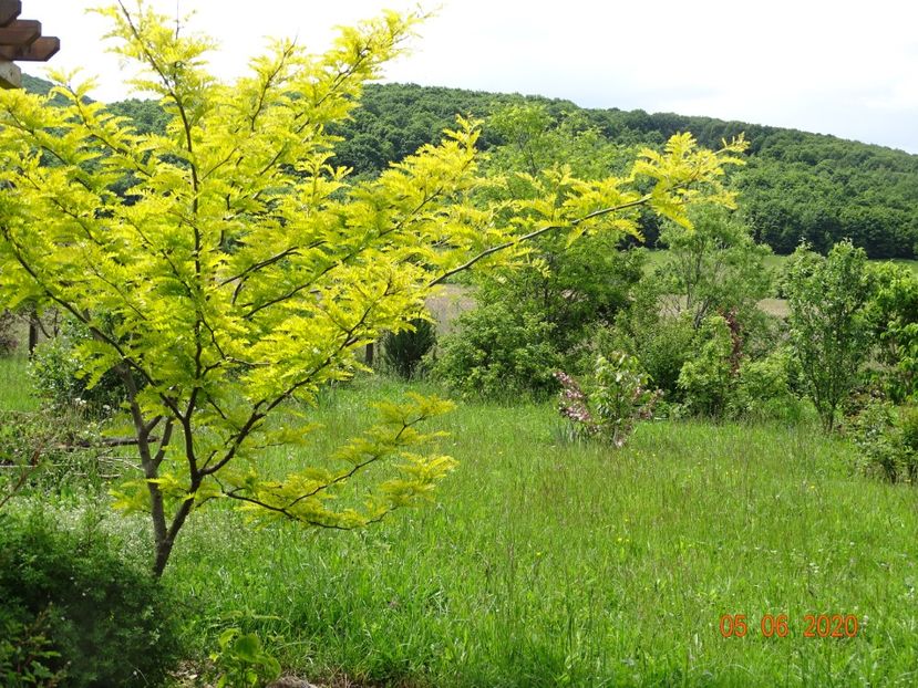 gleditsia Sunburst - Dobarland 2020 3