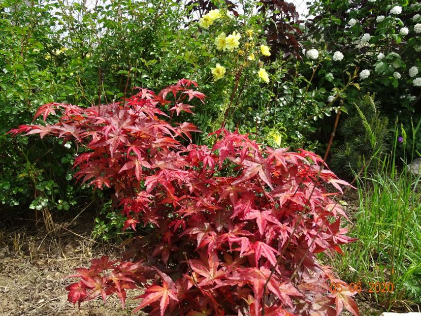 acer palmatum Beni Maiko - Dobarland 2020 3
