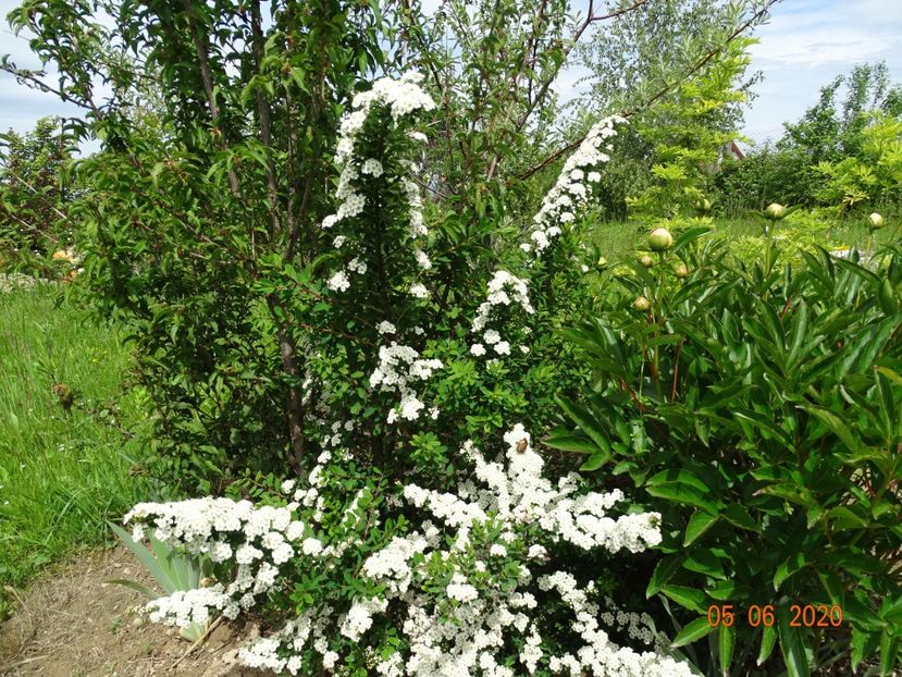 spiraea Halward's Silver - Dobarland 2020 3