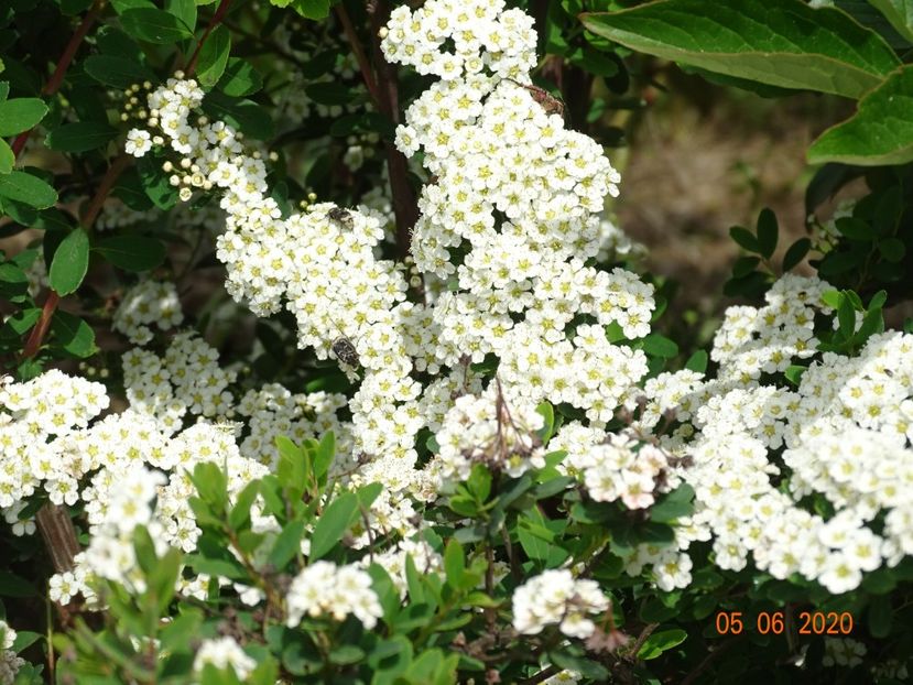 spiraea Halward's Silver - Dobarland 2020 3