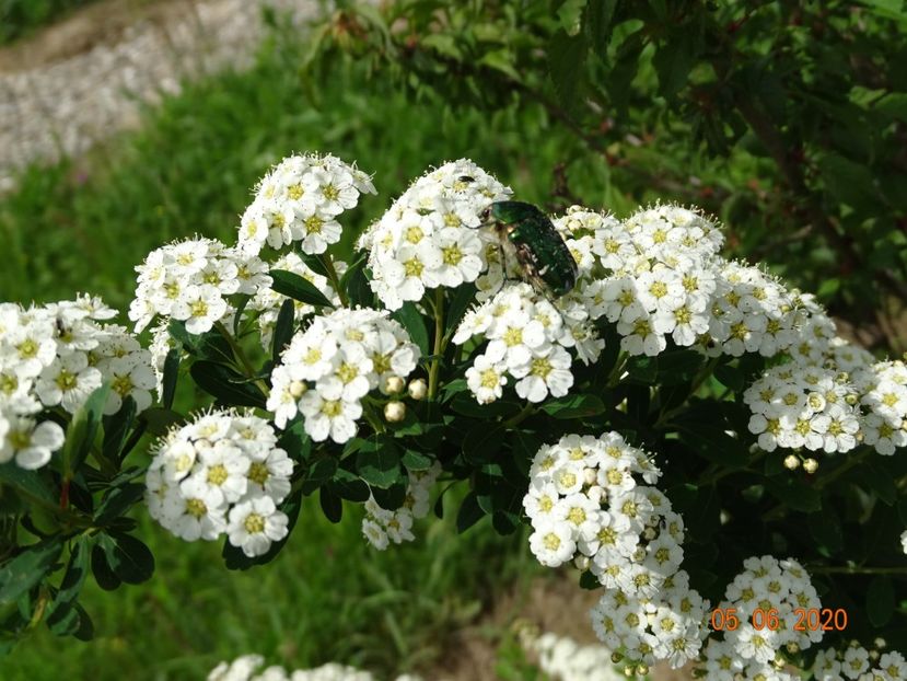 spiraea Halward's Silver - Dobarland 2020 3