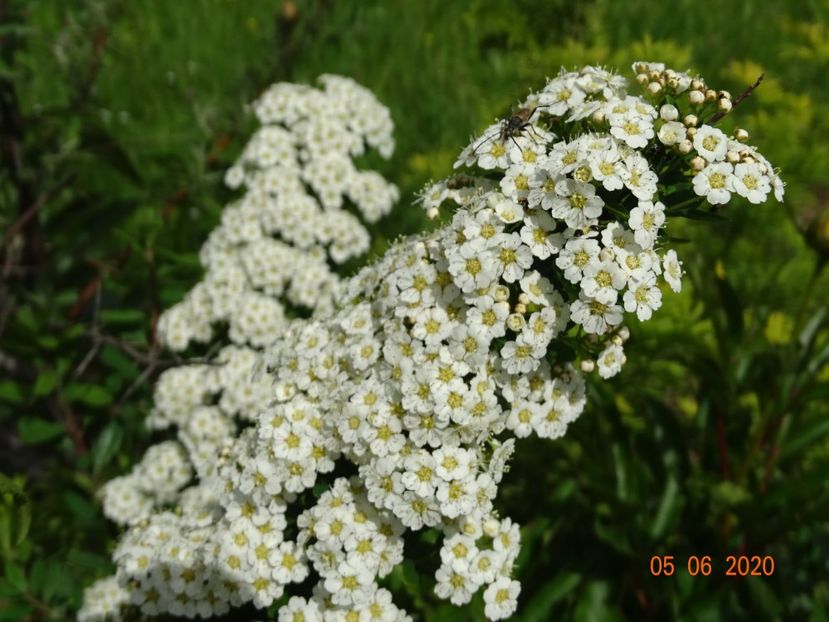 spiraea Halward's Silver - Dobarland 2020 3