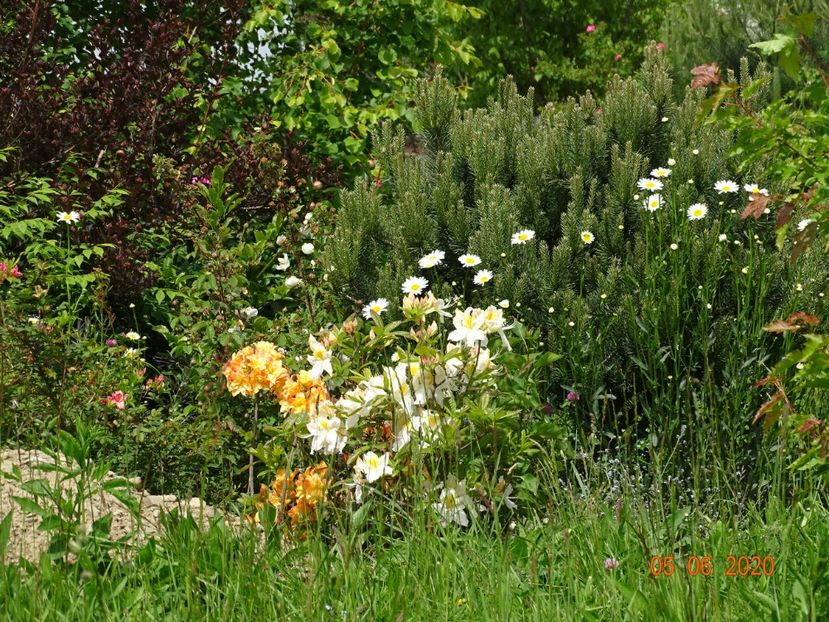 azalea Schneegold si Csardas - Dobarland 2020 3