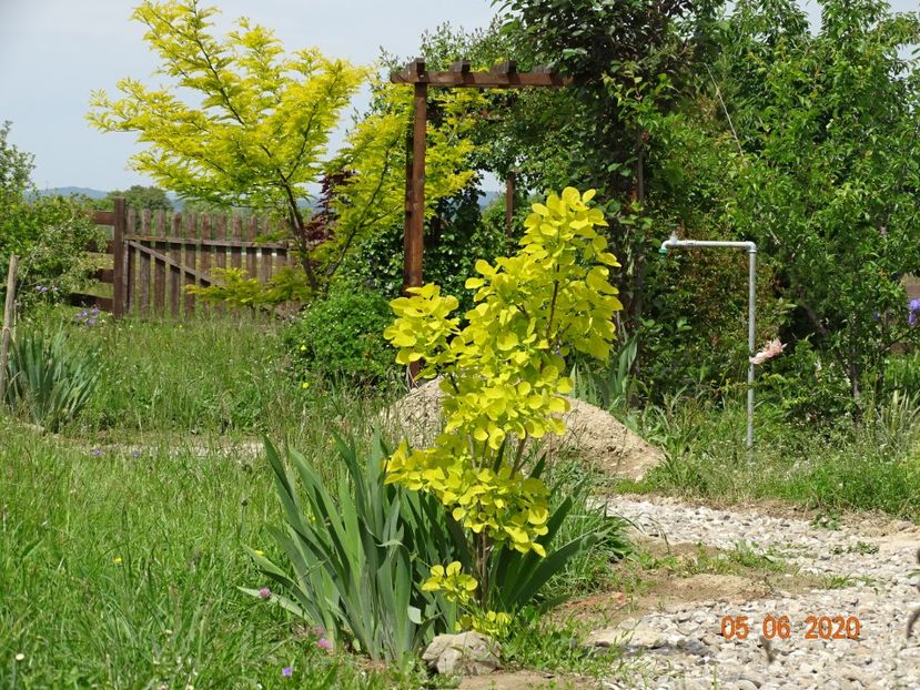 cotinus coggyria Golden Spirit si gleditsia Sunburst - Dobarland 2020 3